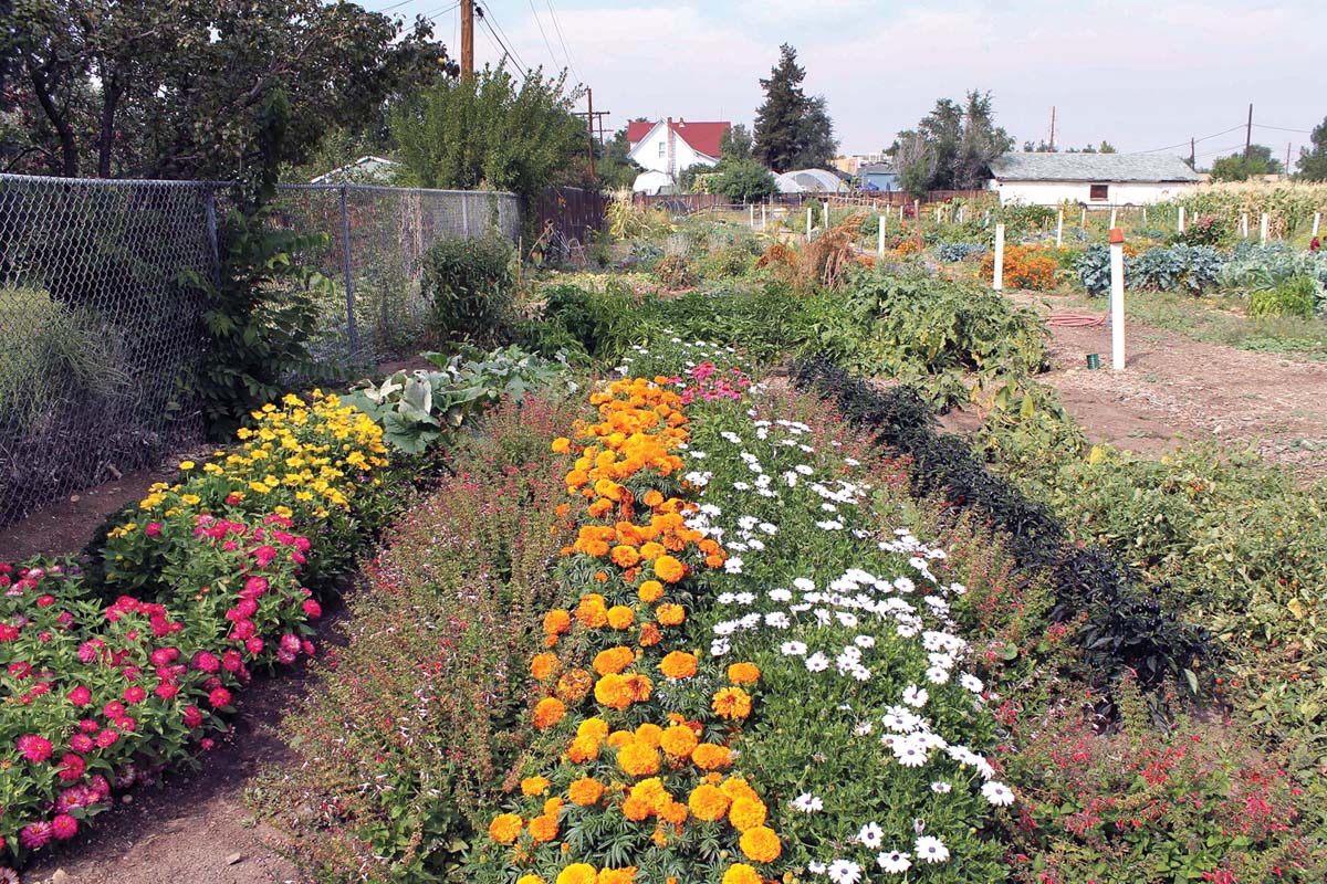 Regenerate Wheat Ridge Growing Community With An Agricultural