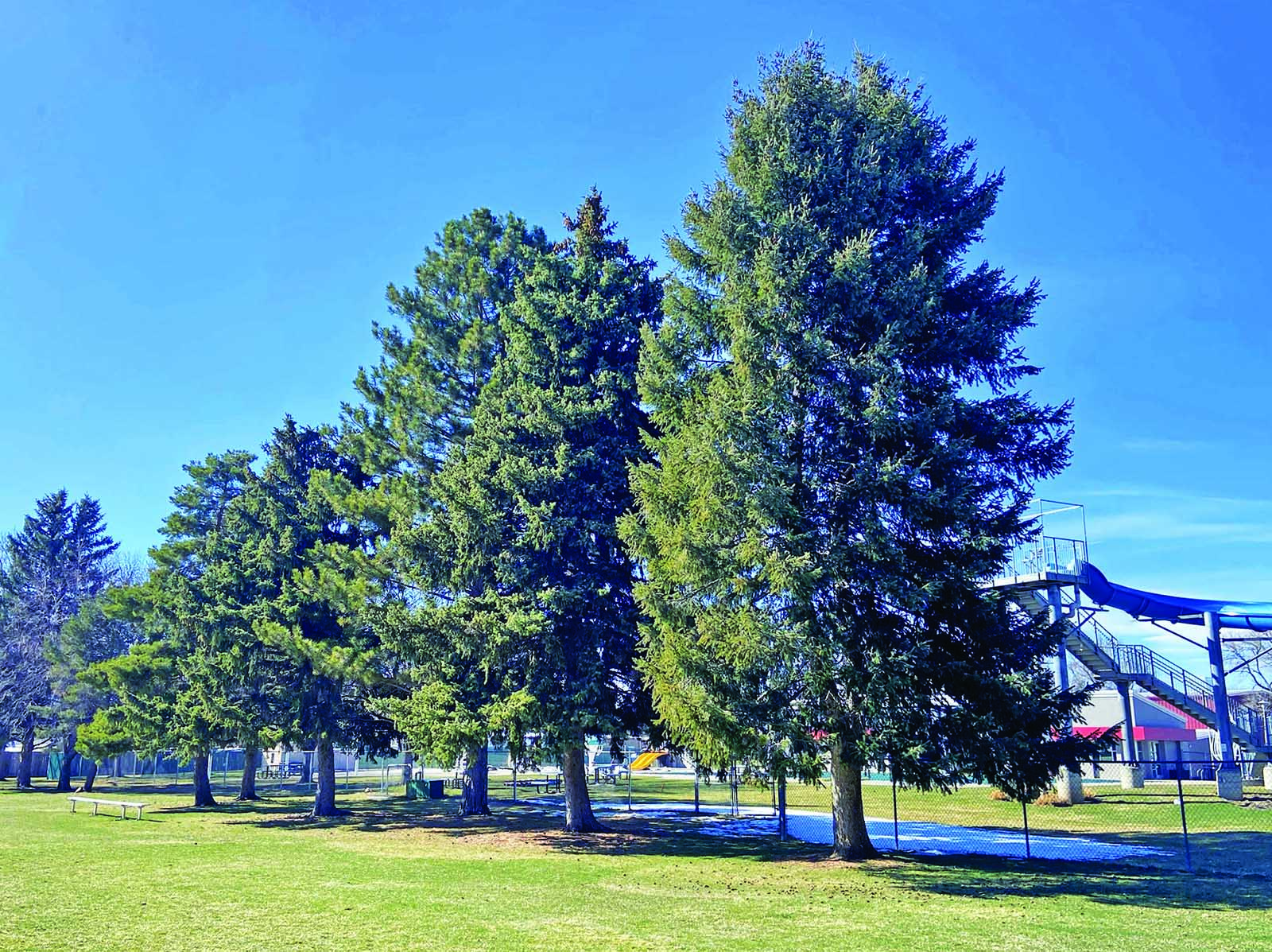 Cultivating a Greener Wheat Ridge - Neighborhood Gazette