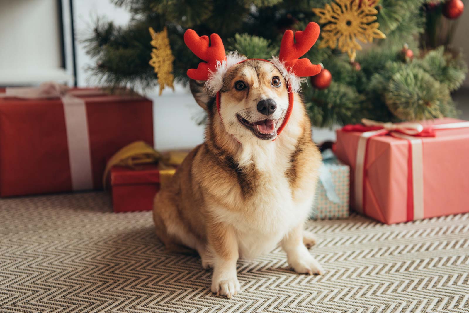 Holidays and Pets: Safety Tips for a Happy Holiday Season